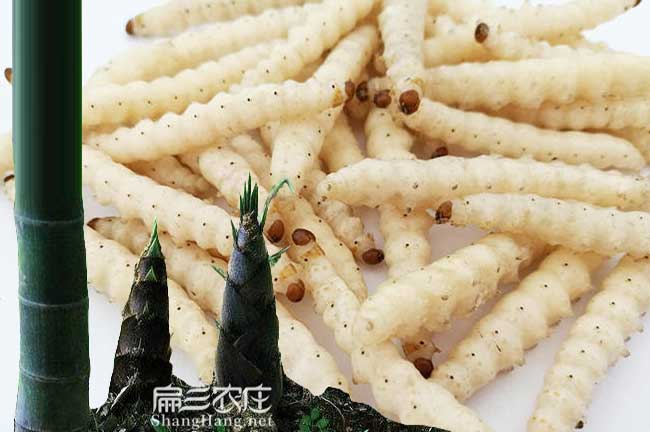 竹蜂養（yǎng）殖技術