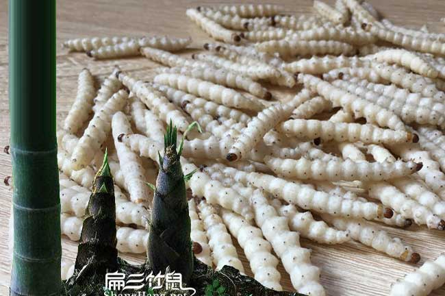 平浪油茶成林豐產技術 平浪(làng)油茶成林豐產技術(shù)