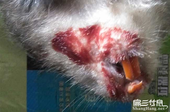 大渡（dù）口竹鼠養殖