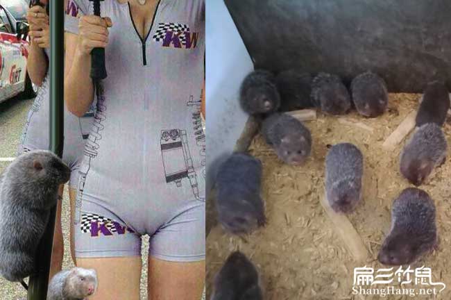 贛縣竹鼠種苗批發