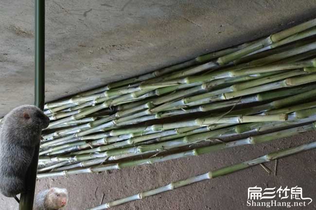 文峰市麵上紅花(huā)茶油的 文峰市(shì)麵上紅花茶油的