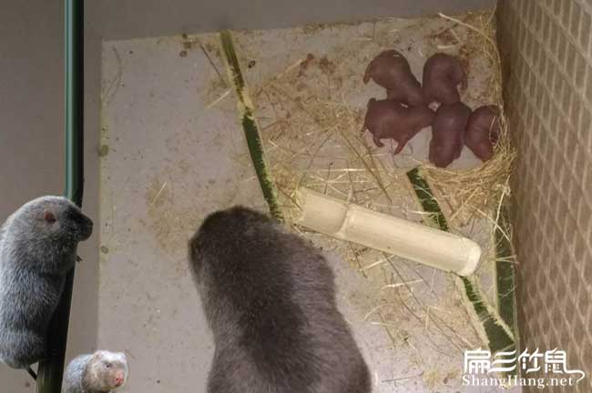 隆回竹鼠養殖
