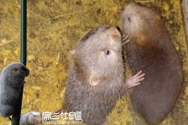 榮縣竹鼠種苗批（pī）發