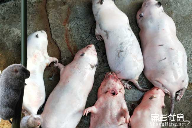 長沙縣竹鼠養殖基地