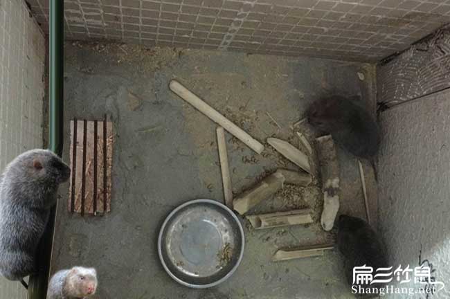 息烽竹鼠種苗