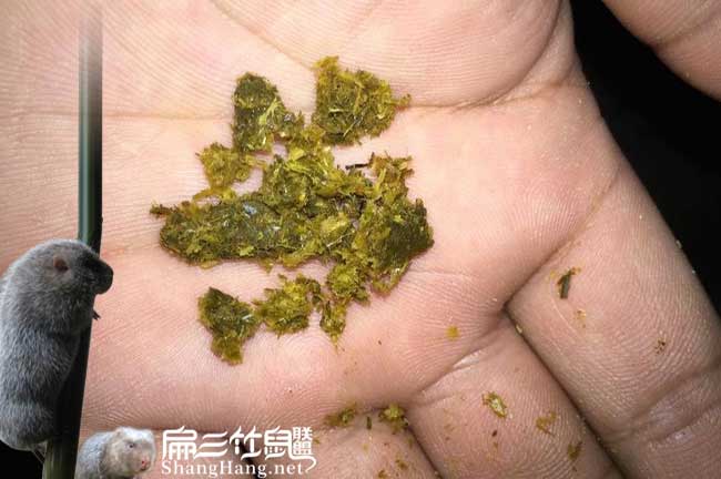 平浪扁山發(fā)展油茶生(shēng)產 平(píng)浪扁山發(fā)展油(yóu)茶生產