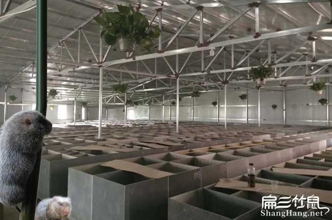 扁山（shān）竹鼠養殖基地