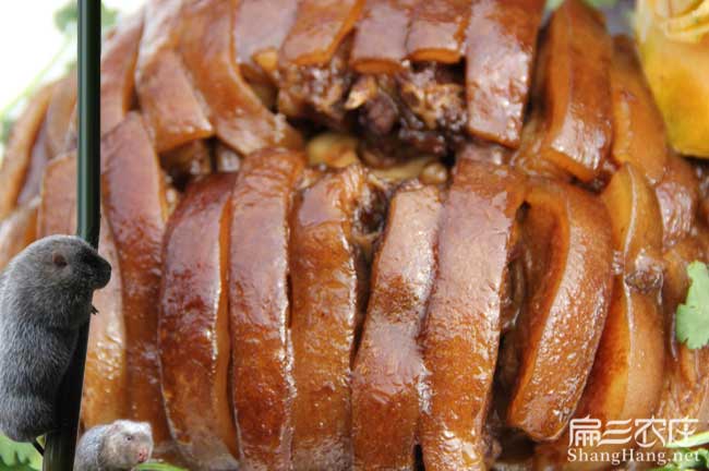 邵陽竹鼠肉批發（fā）