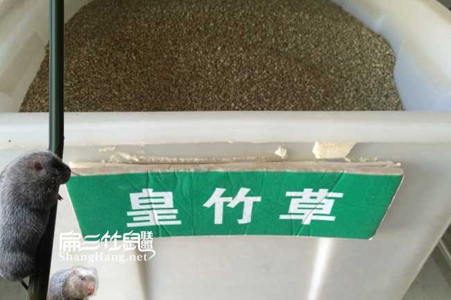 雲南皇竹（zhú）草