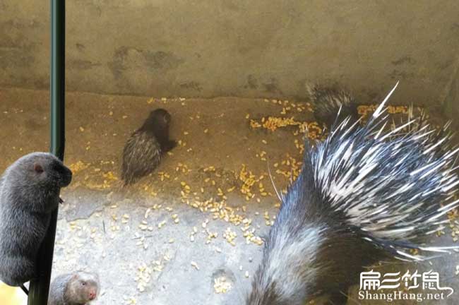漳（zhāng）平大中的肉兔養殖基地