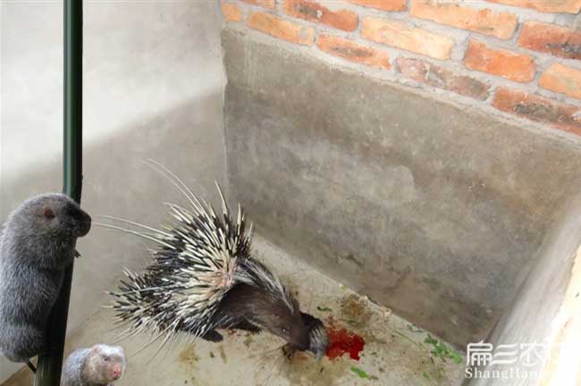 龍岩肉兔