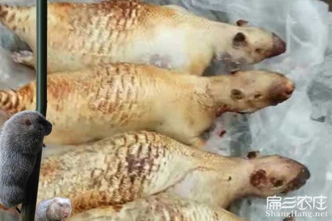 玉肉（ròu）兔養殖（zhí）基地