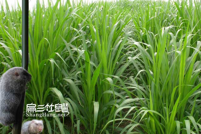 皇竹草批發