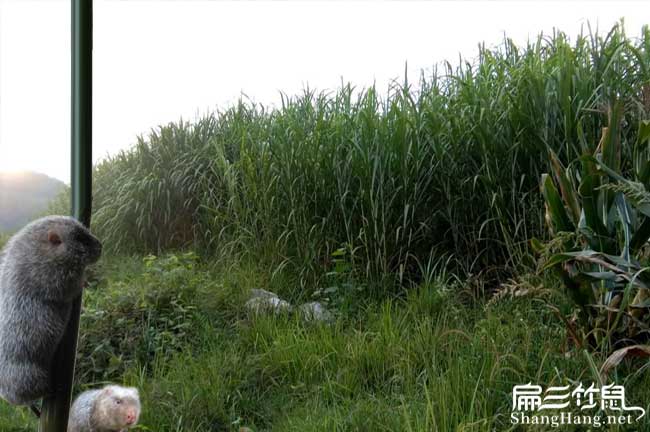 西昌竹鼠養殖基（jī）地