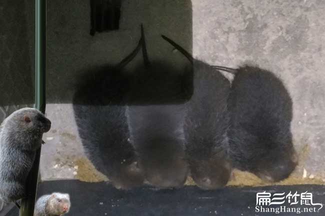 涼山竹鼠（shǔ）養殖