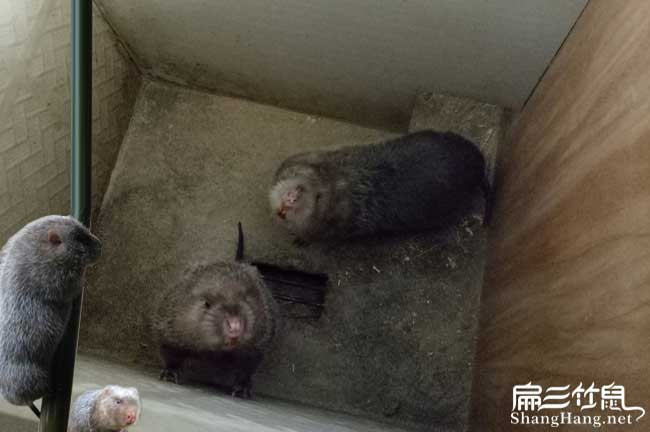 高縣竹鼠養（yǎng）殖