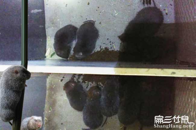 長寧竹（zhú）鼠養殖基地