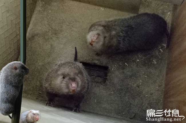 江安竹鼠養殖（zhí）