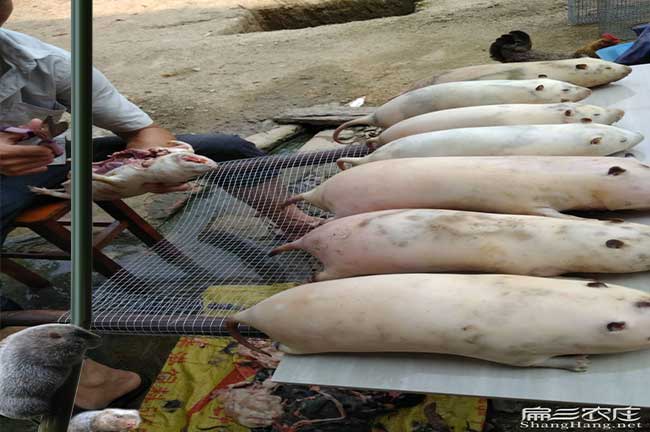 大竹鼠肉分（fèn）類