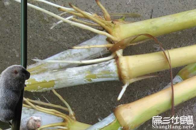 紹(shào)興皇竹草種植 紹興皇竹草種植