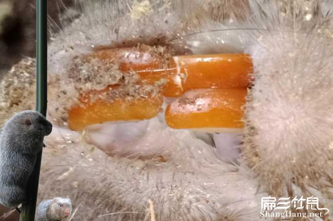 福建竹鼠養殖技術