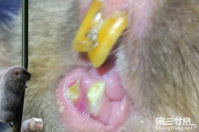 開陽竹鼠養（yǎng）殖技術