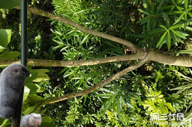 清鎮竹鼠養殖鴨腳木