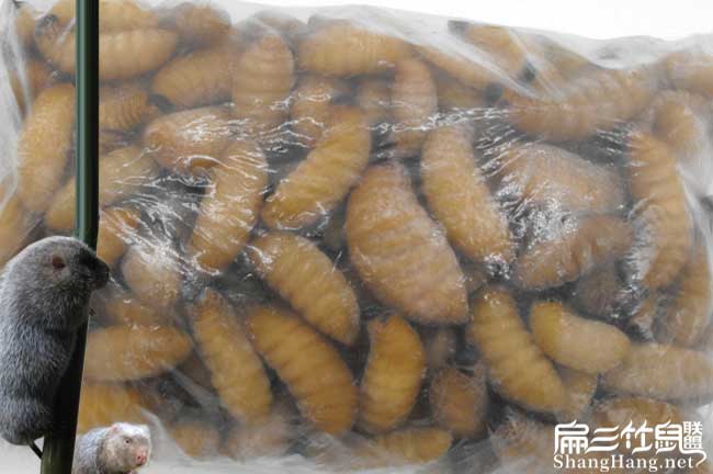 四川竹（zhú）蟲價格（gé）