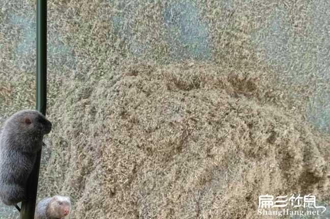 龍岩竹鼠養殖技術