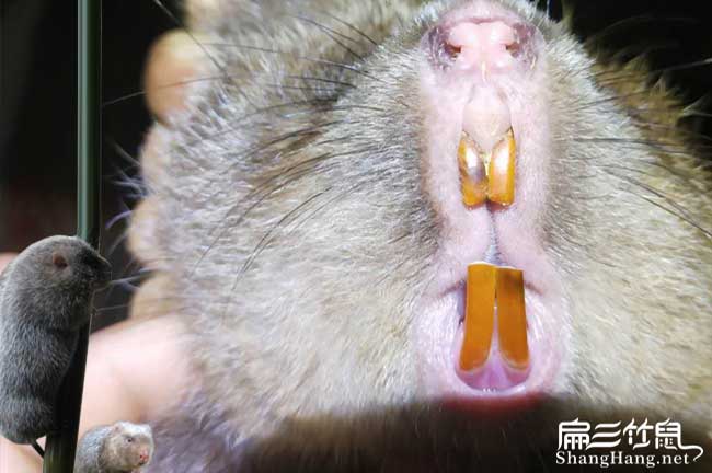 竹鼠養殖福建