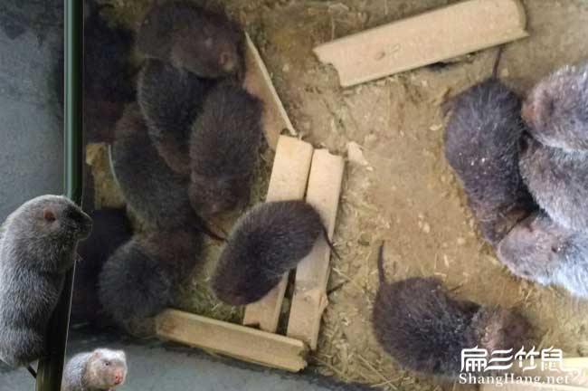 玉州竹鼠批發