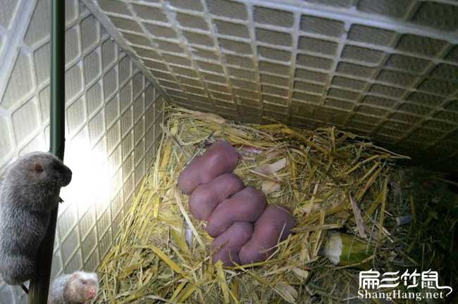 西山竹（zhú）鼠種苗批發