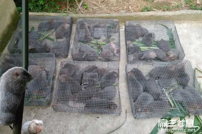 浙江竹鼠銷路