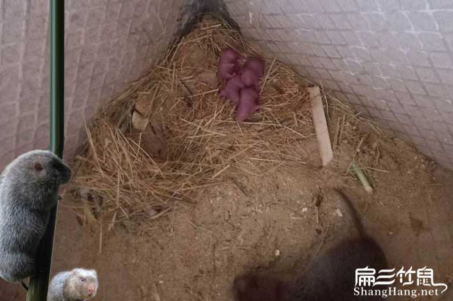 鄰水竹鼠（shǔ）養殖