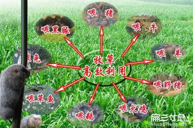 百色竹鼠（shǔ）食物配方