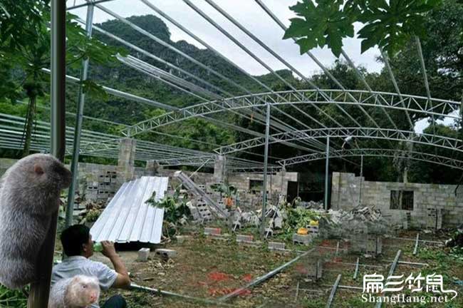 莆田竹鼠種苗批發