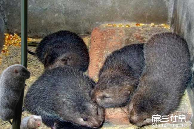 涿州竹鼠養殖
