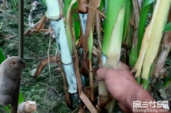 竹鼠食物