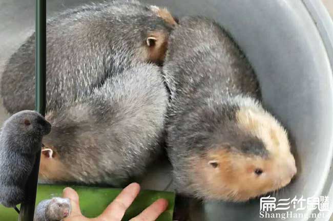 竹（zhú）鼠