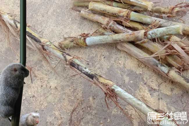 竹（zhú）鼠食物資源