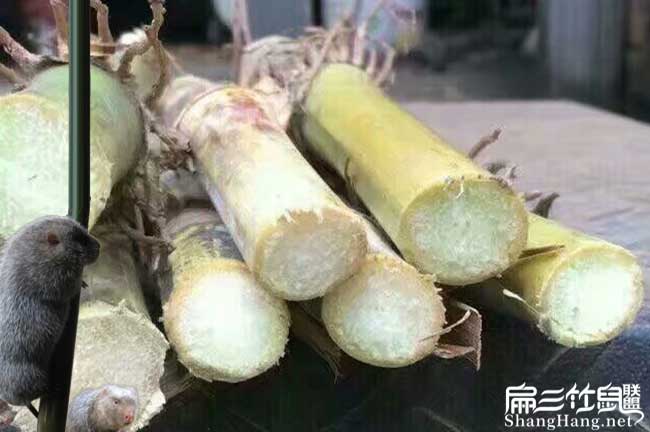 竹鼠吃的甘蔗