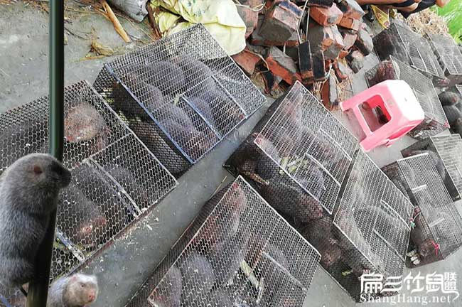 梅縣竹鼠批發（fā）