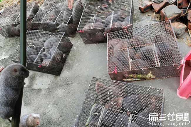 竹鼠養殖技術討論