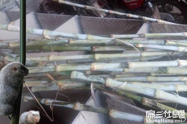 皇竹草種植