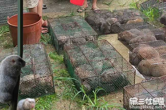 龍岩（yán）商品竹鼠批發