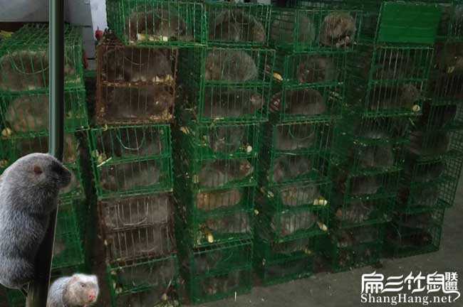 竹鼠銷售中心