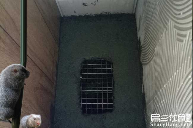 怎麽養殖竹鼠在角美? 怎麽養殖竹鼠在角美?