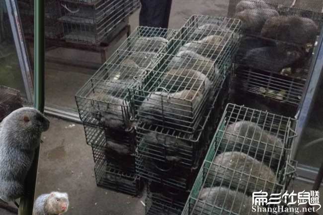小竹鼠品種