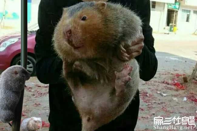 竹鼠14斤