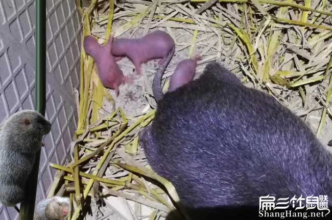 在雲霄商品竹鼠少量發 在雲霄(xiāo)商品(pǐn)竹鼠少量發